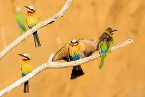 Feathered Friends